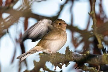 Common Chaffinch on a winter morning