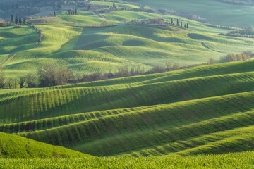 Fototapeta na wymiar Amazing spring morning among picturesque green rolling hills in the heart of Tuscany