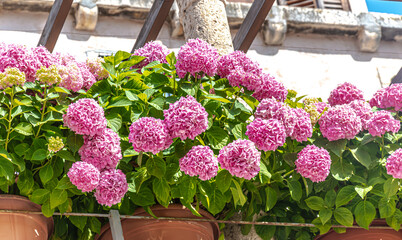 Hydrangea macrophylla 'Harlequin'