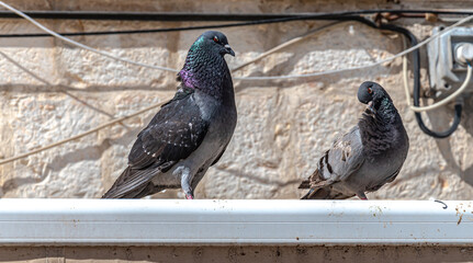 The pigeon  seduces the dove