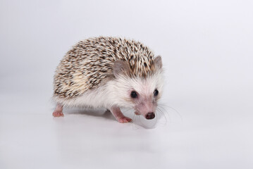 A beautiful cute hedgehog of African breed prickly with spikes on a white background in the studio