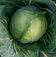 head of young green cabbage close-up.