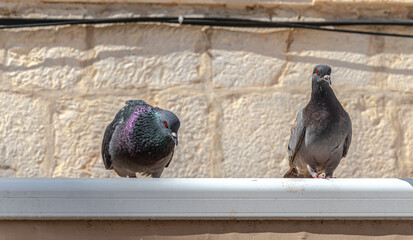 The pigeon  seduces the dove again