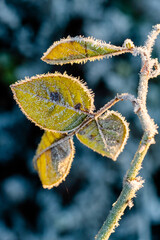 frozen flower rose leaves