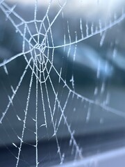 spider web with dew drops