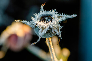 frozen flower 
