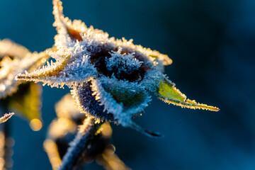 frozen flower 