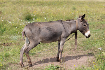 Portrait of a donkey or ass tied on a chain in a summer field on farm