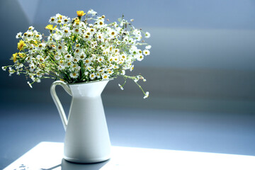 Bouquet of field camomiles in a white jug on  white surface. Fresh garden flower bouquet. Spring meadow flowers. Summertime. Easter card.