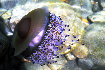Saros Bay, Turkey. Cotylorhiza tuberculata Jellyfish in the sea.
