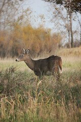 deer in the woods