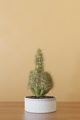 Blooming Cactus in a pot, isolated against a monochrome wall, portrait
