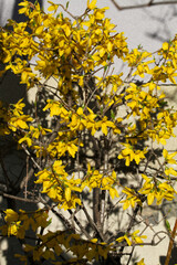 連翹の黄色い花