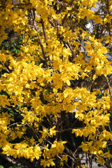 連翹の黄色い花