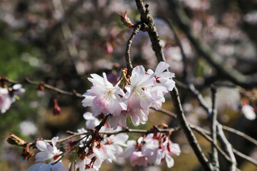 妙蓮寺の御会式桜