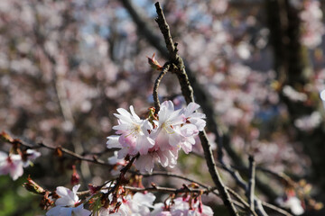 妙蓮寺の御会式桜