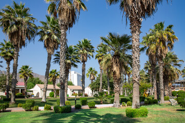 Beautiful park with tall palms in Sandy Beach Hotel and Resort on the Gulf of Oman in Fujairah, United Arab Emirates