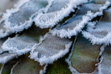 frost on the branches