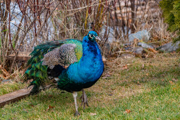 Peacock in natural habitat. Walk in the park among animals.