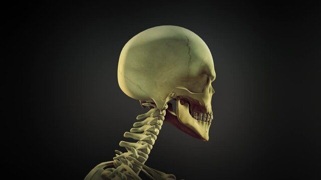 Human skull anatomy animation background loopable