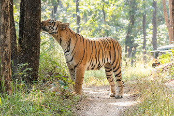 A female tigress walking head-on towards the photographer inside Pench tiger reserve during a wildlife safari