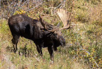 Shiras Moose Bull in the Rut in Wyoming in Autumn