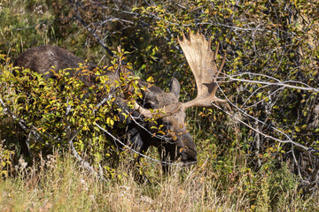 Shiras Moose Bull in the Rut in Wyoming in Autumn