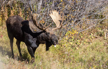 Shiras Moose Bull in the Rut in Wyoming in Autumn