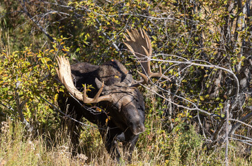 Shiras Moose Bull in the Rut in Wyoming in Autumn