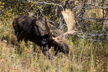 Shiras Moose Bull in the Rut in Wyoming in Autumn