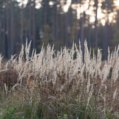 dry grass on foreground of coniferous forest in Latvia