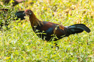 A female red jungle fowl feeding on insects on the ground inside Pench tiger reserve during a wildlife safari