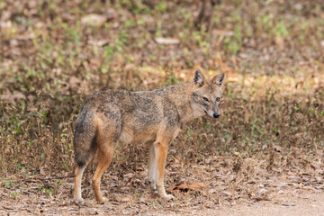 Naklejka na ściany i meble Jackals walking on the road inside Pench tiger reserve during a wildlife safari on a winter morning