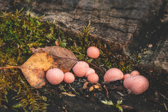 Lycogala epidendrum, commonly known as wolf\'s milk or groening\'s slime mold - slime molds are interesting organisms beetwen mushrooms and animals