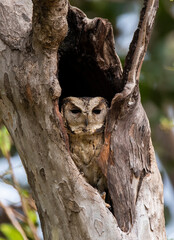 A collar scoops owl resting in its nest on a tree hole inside Pench national park during a wildlife safari