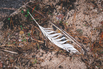 White feather on a pine forest ground. Detailed close up view on a forest ground texture