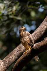 A white eye-ed Buzzard perched on a tree branch inside Pench Tiger Reserve during a wildlife safari