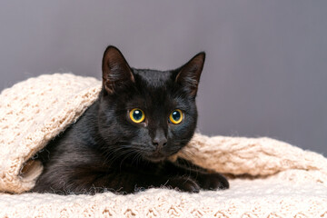 Funny cute black cat with yellow eyes lies on sofa covered with blanket on gray background looks to the side. The concept of comfort, self-isolation, quarantine from coronavirus