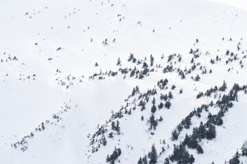 View from the height of the snow-covered trees.