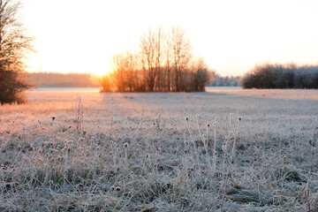 A hoarfrost covered meadow at sunset in the Siebenbrunn nature reserve near Augsburg, Germany