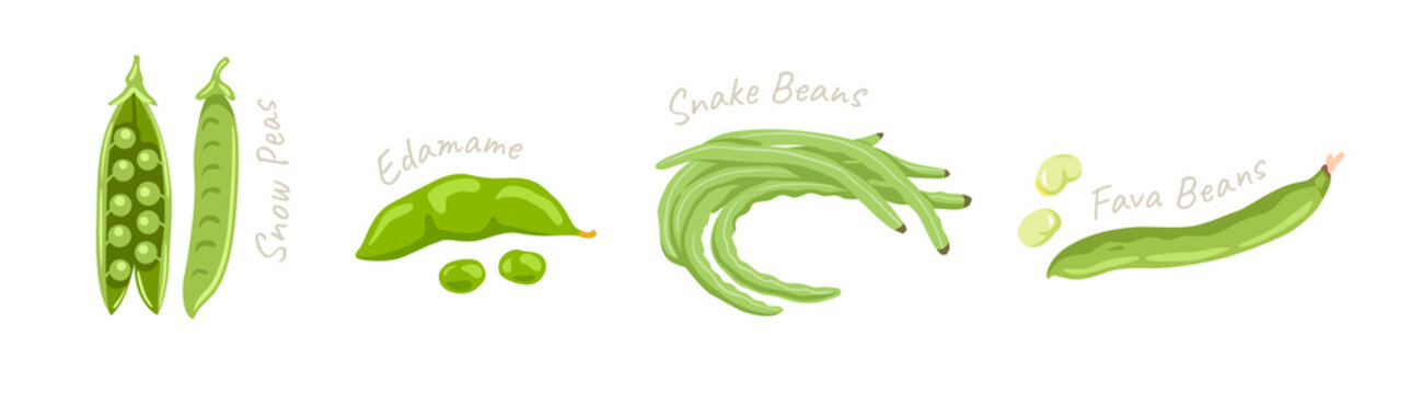 Snow peas, edamame, snake beans, fava beans. Legumes green vegetables, seeds. Flat vector hand drawn illustration.