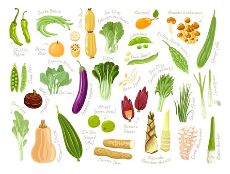 Vegetables, roots, green leaves, mushrooms, fruit set. Exotic asian ingredients for cooking. Fresh vitamin grocery products. Colored flat hand drawn vector illustrations.
