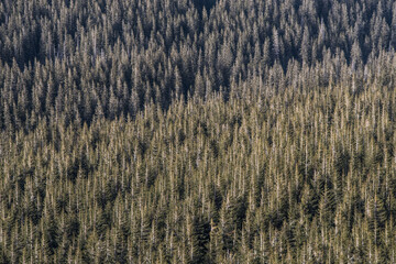 Texture of the fir forest from above.