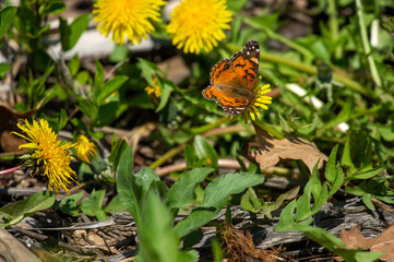 butterfly on a flower