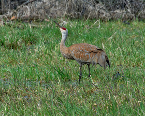 grey crowned crane