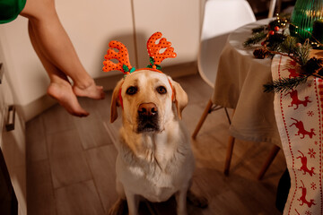 dog in the christmas