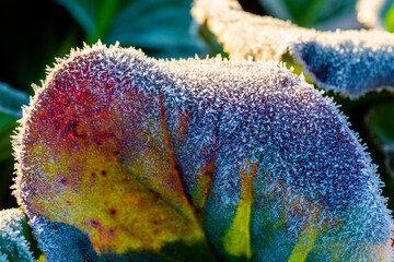frozen leaf