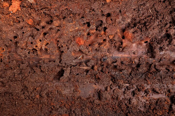 nest termite at wooden wall