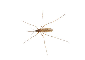 Mosquito isolated on white background, Culiseta sp.