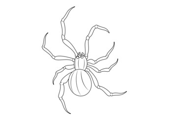 spider vector illustration black 거미 일러스트 line